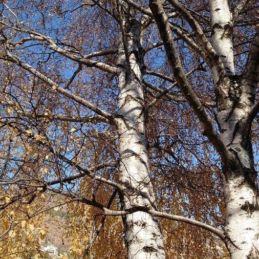 Betula pendula Habitat