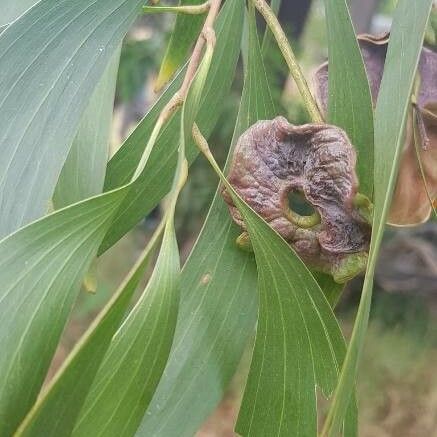 Acacia auriculiformis Folio