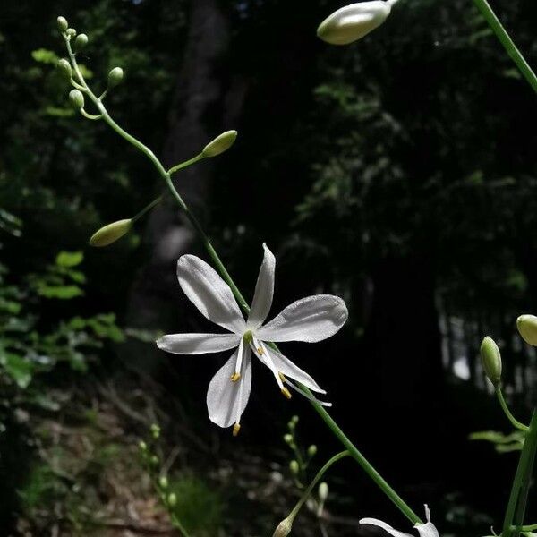 Anthericum ramosum ᱵᱟᱦᱟ