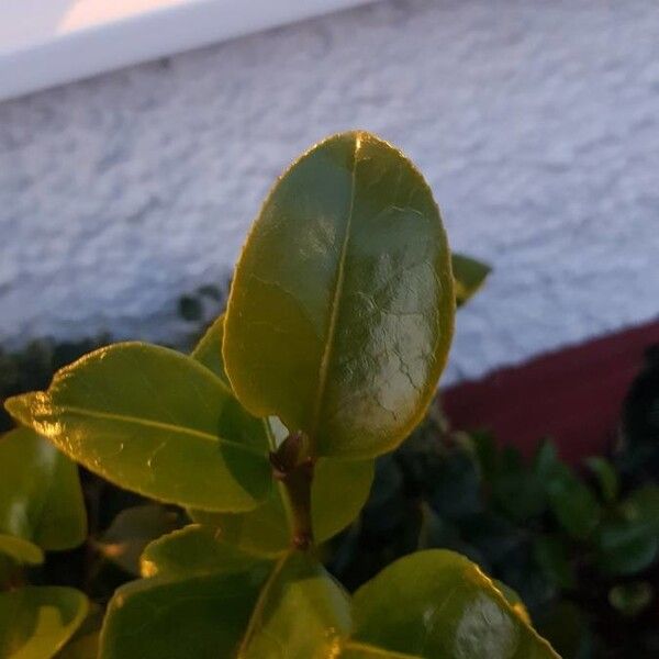 Camellia japonica Leaf