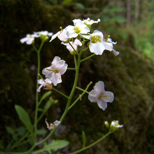 Arabidopsis halleri Blomma