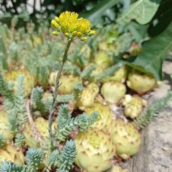 Sedum rupestre Blüte