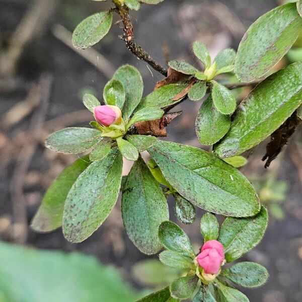 Rhododendron indicum Folio