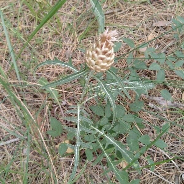 Rhaponticum coniferum Květ