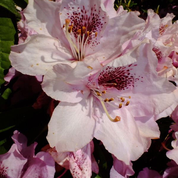 Rhododendron ponticum Õis