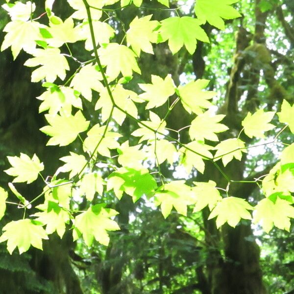 Acer circinatum Folha