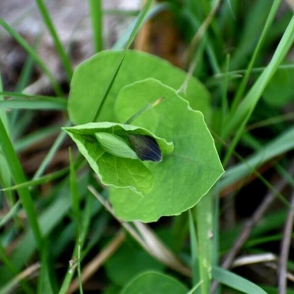 Aristolochia rotunda Flor