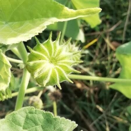 Abutilon theophrasti Vaisius