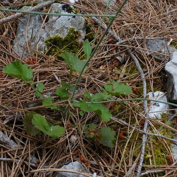 Crambe hispanica Plante entière