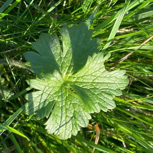 Ranunculus acris Lapas