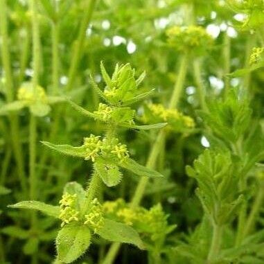 Cruciata laevipes Flower