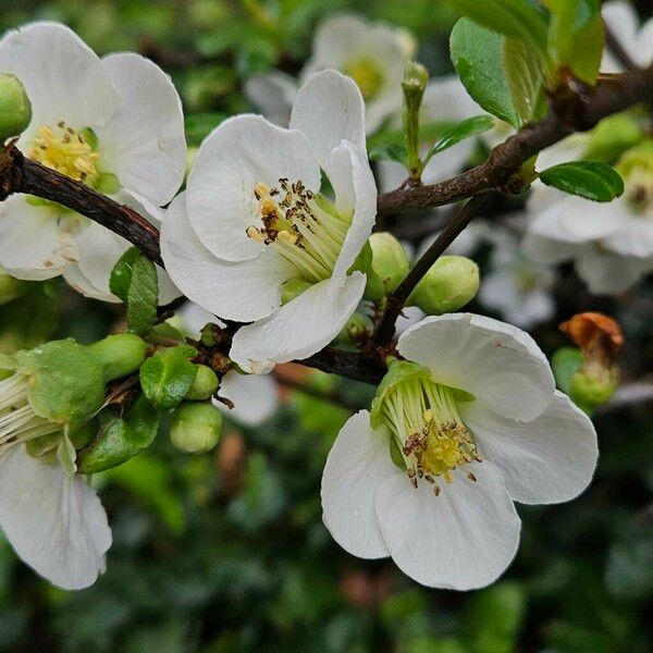 Chaenomeles speciosa പുഷ്പം