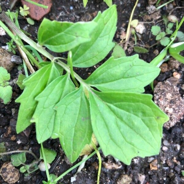 Levisticum officinale Folio