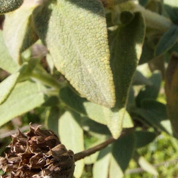 Phlomis cretica Leaf