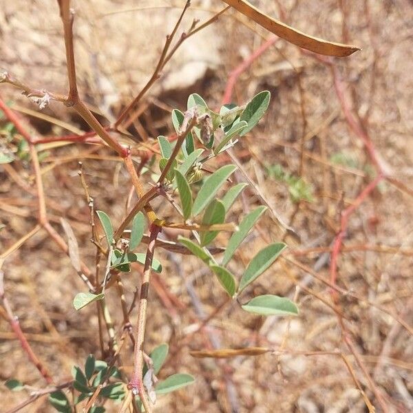 Tephrosia purpurea Folla