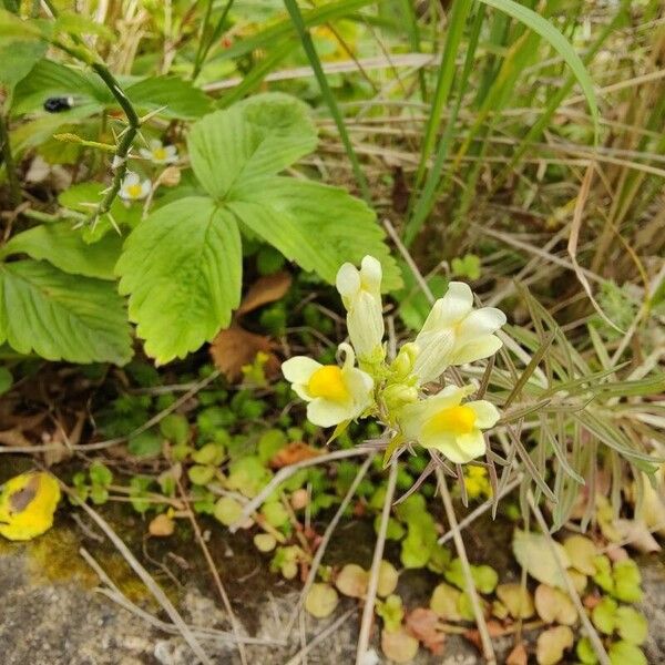 Linaria vulgaris Virág