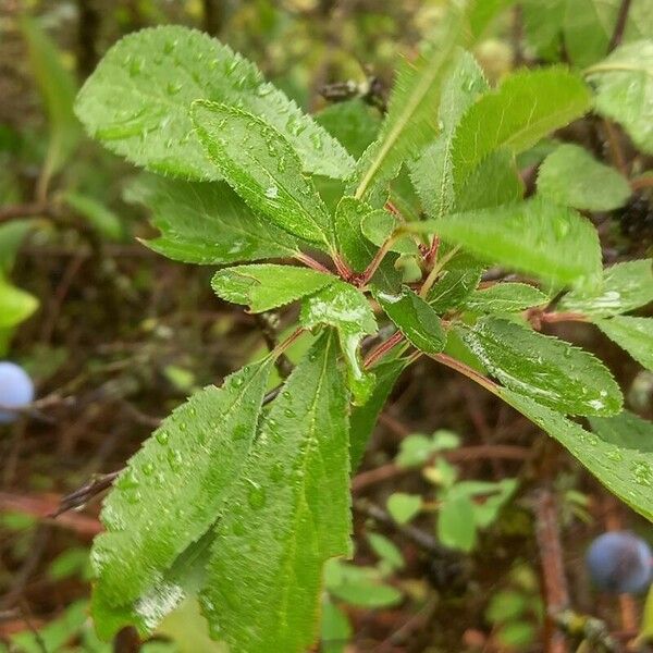 Prunus × fruticans Lapas