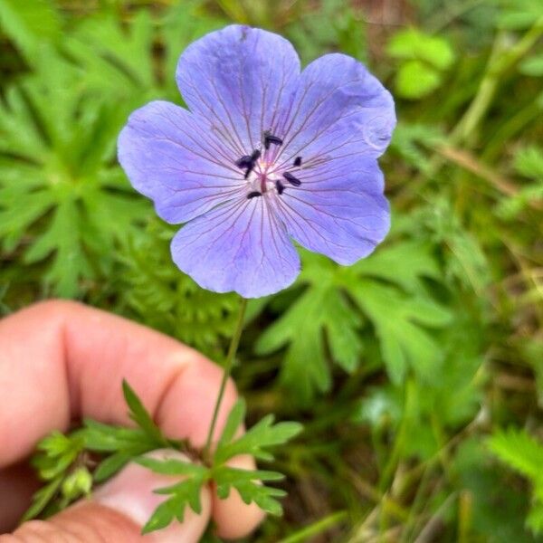 Geranium pratense Çiçek