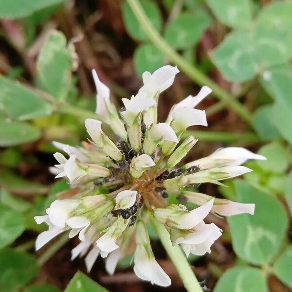 Trifolium repens Fleur