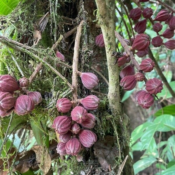 Guarea rhopalocarpa Fruit