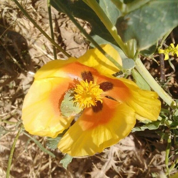 Glaucium corniculatum Žiedas