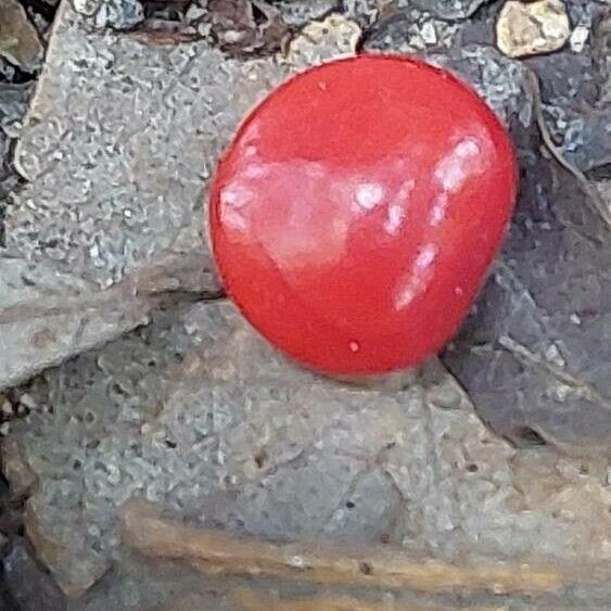 Adenanthera pavonina Fruit