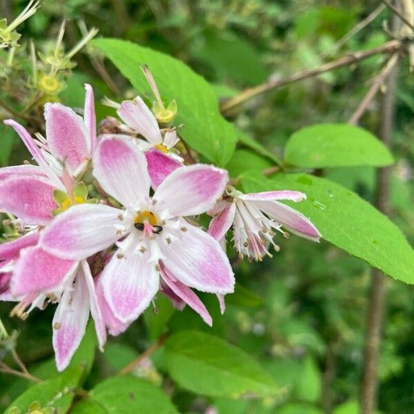 Lonicera tatarica Flower