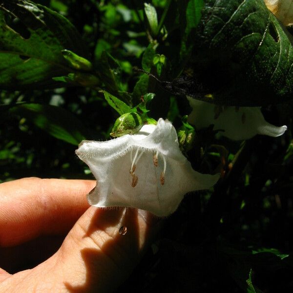 Acanthopale decempedalis Цветок