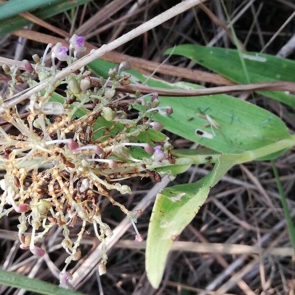 Aneilema umbrosum Blüte