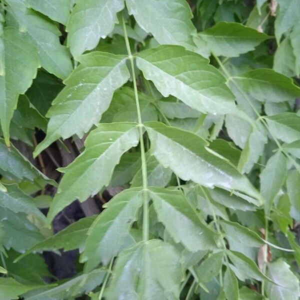 Campsis radicans Leaf