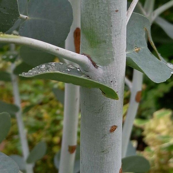 Eucalyptus gunnii Bark