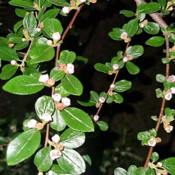 Cotoneaster simonsii Blomst