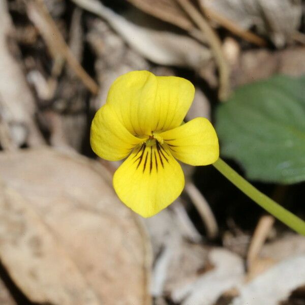 Viola purpurea Flor