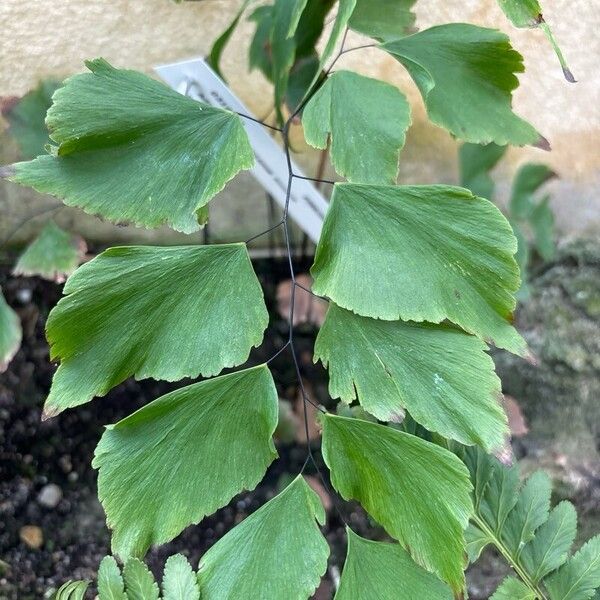 Adiantum peruvianum برگ