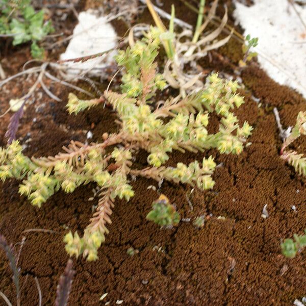 Euphorbia sulcata Облик