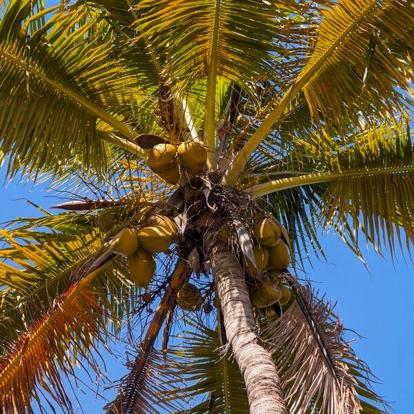 Cocos nucifera Fruit