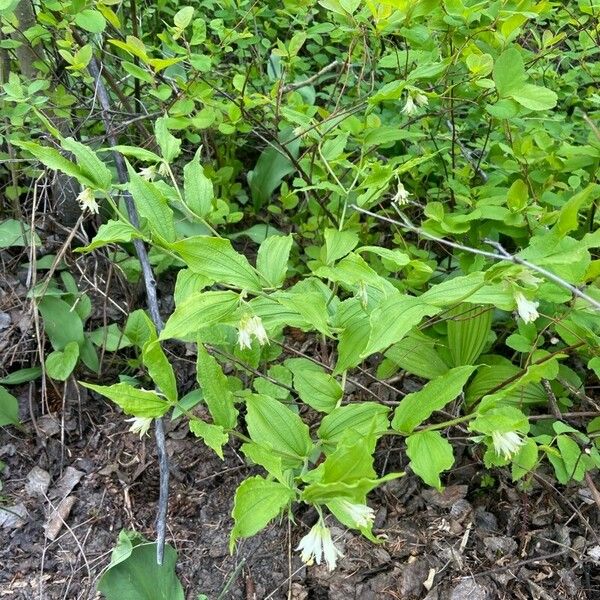 Prosartes hookeri Ліст