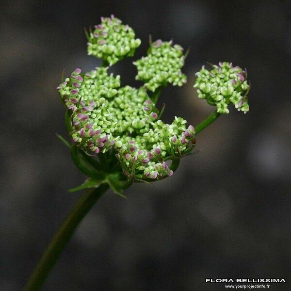 Bunium bulbocastanum Lorea