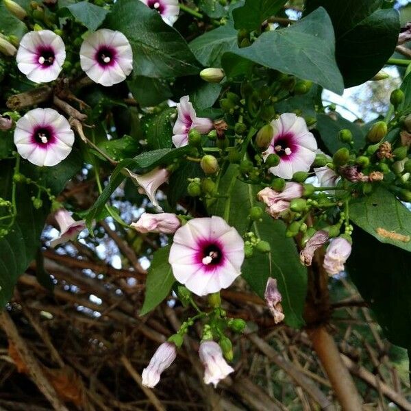 Ipomoea aquatica Flower