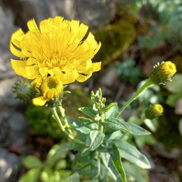 Hieracium sabaudum Blüte