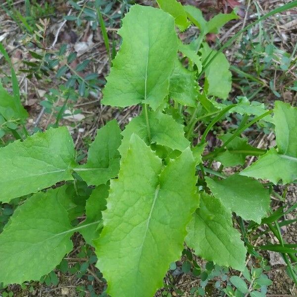 Lactuca floridana Blatt