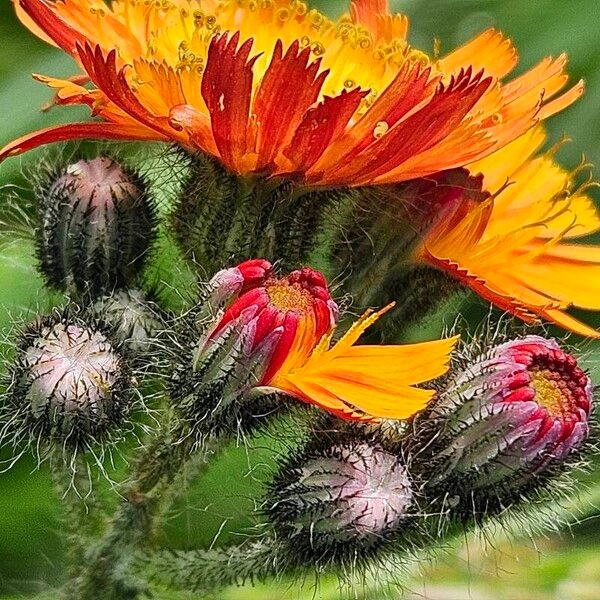 Pilosella aurantiaca Žiedas