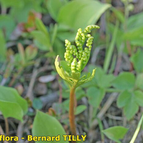 Botrychium lanceolatum ശീലം