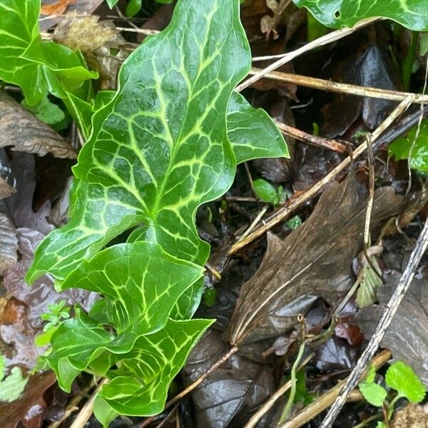 Arum italicum Blatt