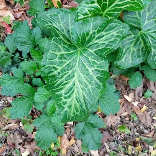 Arum italicum Lapas