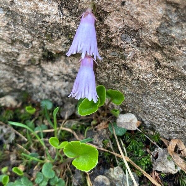 Soldanella pusilla Floro