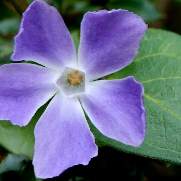 Vinca major പുഷ്പം