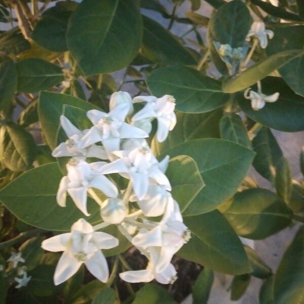 Calotropis gigantea Çiçek