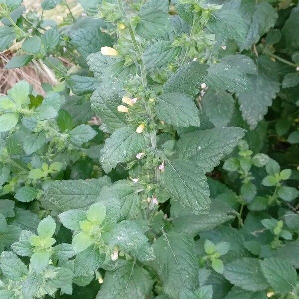 Melissa officinalis Habit