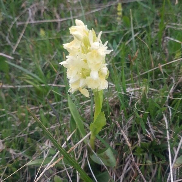 Dactylorhiza sambucina Λουλούδι